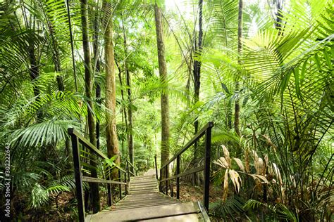 Taman Negara: Uma Jornada Mística Através da Floresta Tropical Mais Antiga do Mundo!